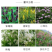 紫穗槐种子发芽率高实体经营质量保证全国发货