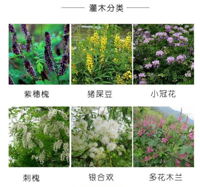 紫穗槐种子发芽率高实体经营质量保证全国发货