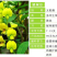 紫穗槐种子发芽率高实体经营质量保证全国发货