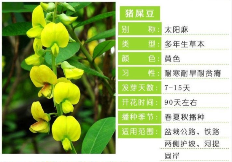 紫穗槐种子发芽率高实体经营质量保证全国发货