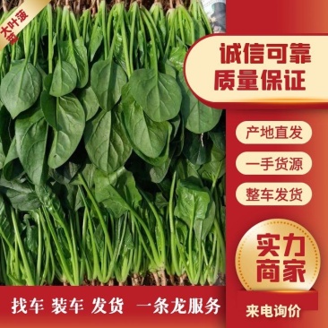 精品菠菜大量有货质量好价格便宜，大棚货高度适中，全国代发