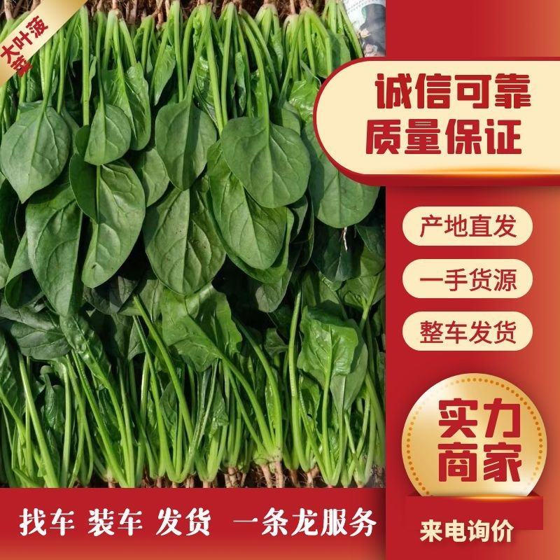 精品菠菜大量有货质量好价格便宜，大棚货高度适中，全国代发