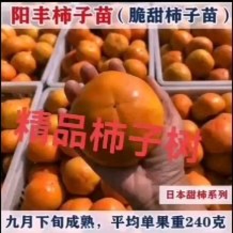 阳丰甜柿苗，日本阳丰甜柿苗，精品柿子树，产地直供品种纯正
