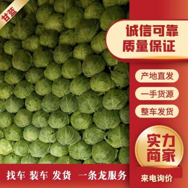 甘蓝大量上市价格便宜了，各大超市，批发市场都可以接单