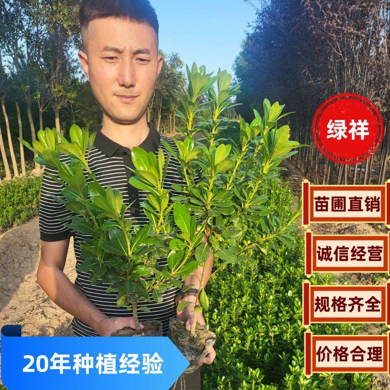 海桐优质绿化苗木基地直发品优价廉欢迎采购