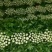 河北芹菜现挖现发质量好价格低，对接全国各地开发商