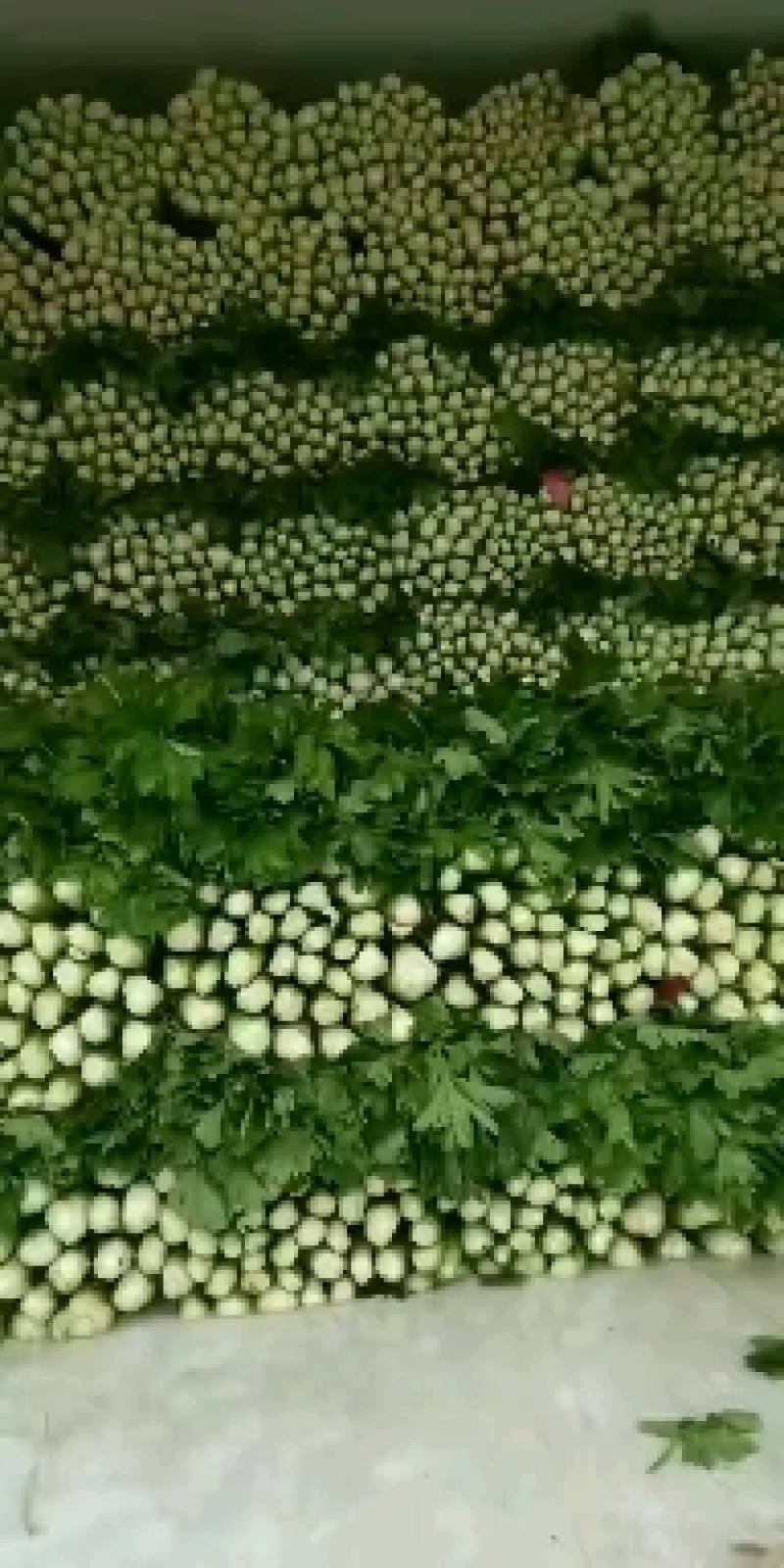 河北芹菜现挖现发质量好价格低，对接全国各地开发商