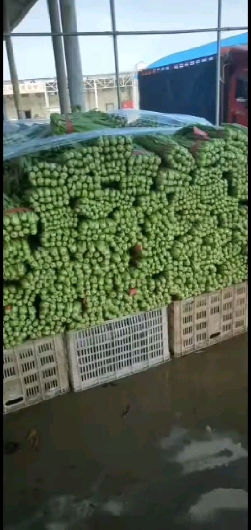 河北芹菜现挖现发质量好价格低，对接全国各地开发商