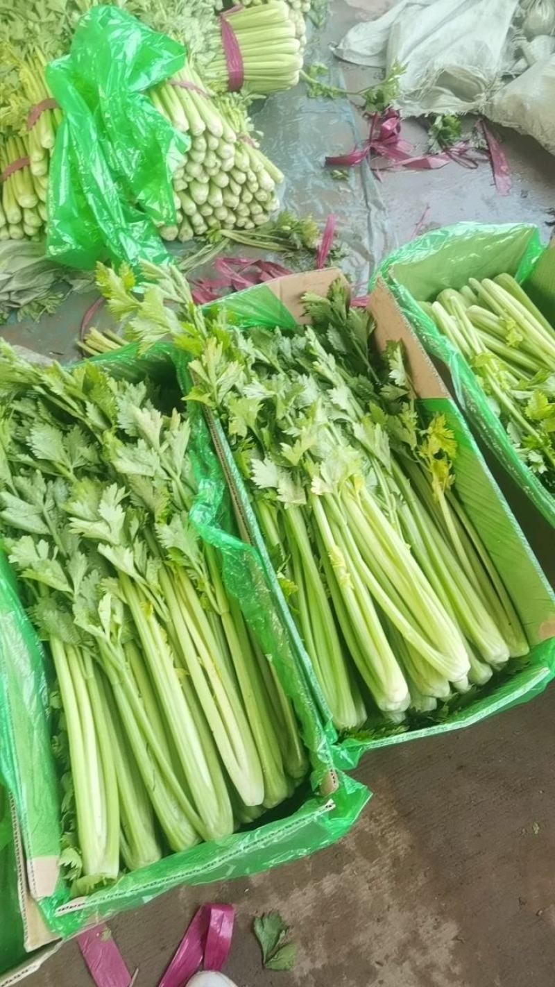 河北芹菜现挖现发质量好价格低，对接全国各地开发商