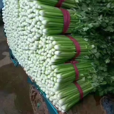 河北芹菜现挖现发质量好价格低，对接全国各地开发商