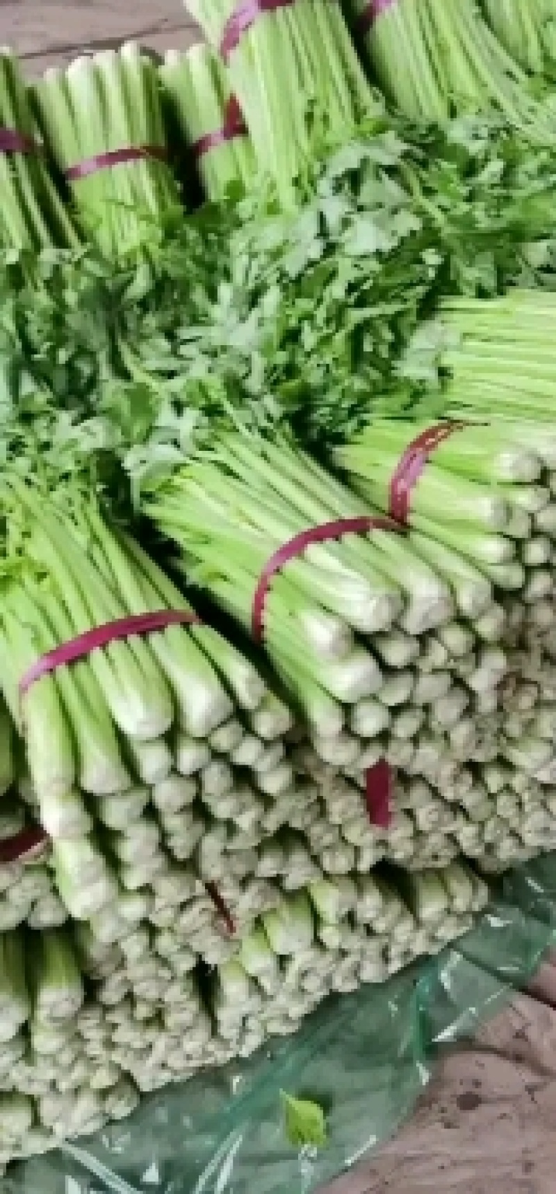河北芹菜现挖现发质量好价格低，对接全国各地开发商