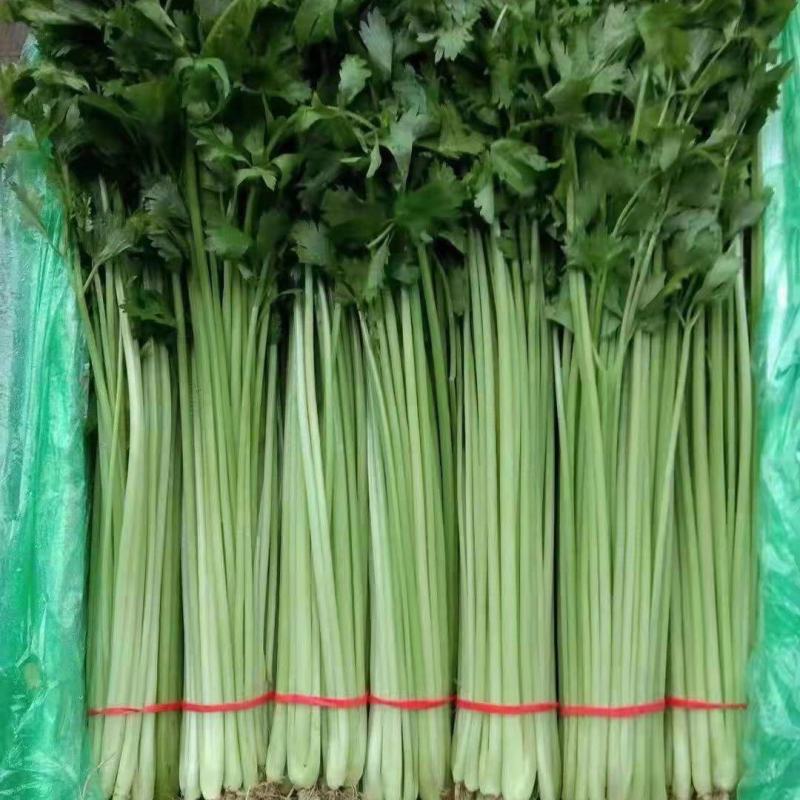 河北芹菜现挖现发质量好价格低，对接全国各地开发商