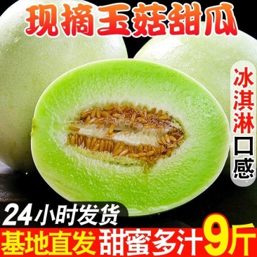海南甜瓜/玉姑甜瓜/甜瓜全国发货