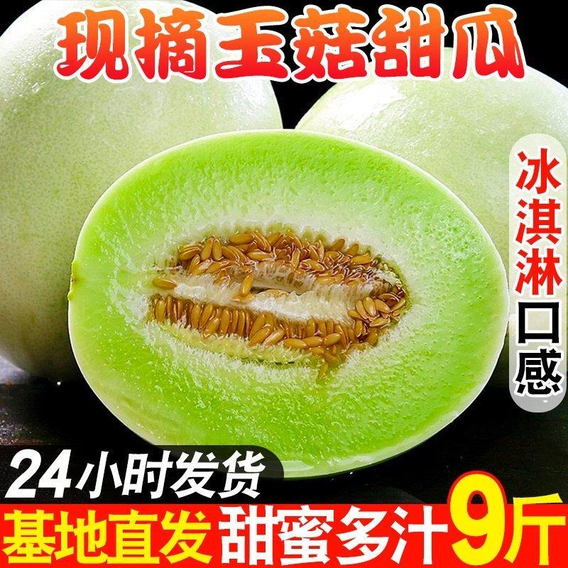 海南甜瓜/玉姑甜瓜/甜瓜全国发货