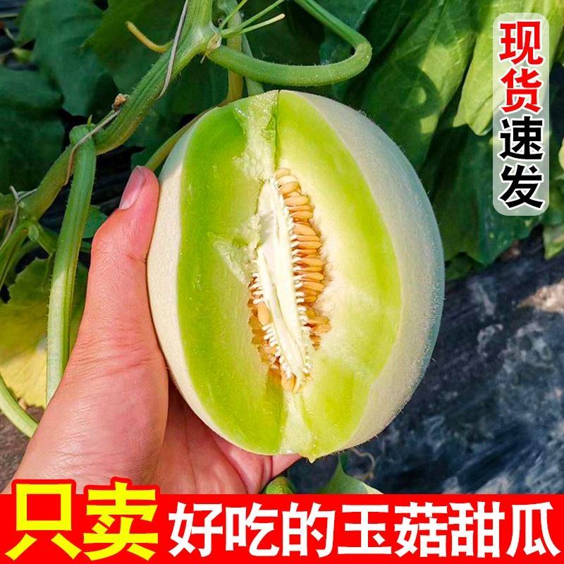 海南甜瓜/玉姑甜瓜/甜瓜全国发货