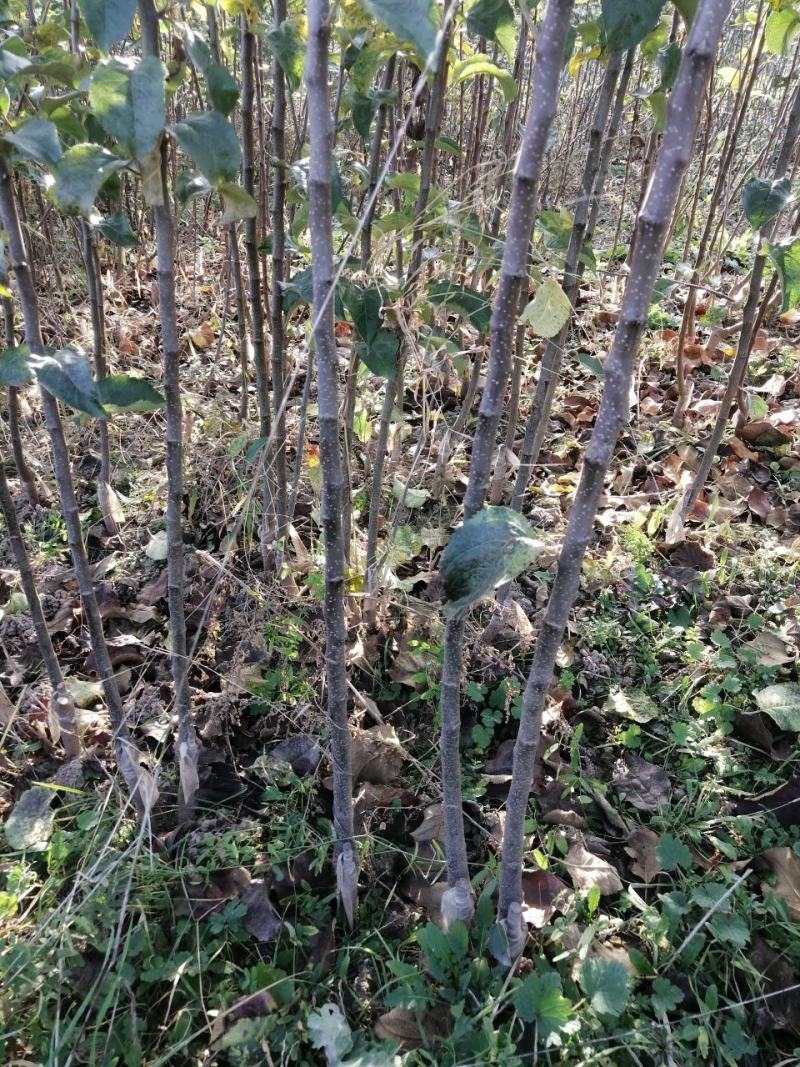 红富士苹果树苗，烟富8号，3公分苹果树。