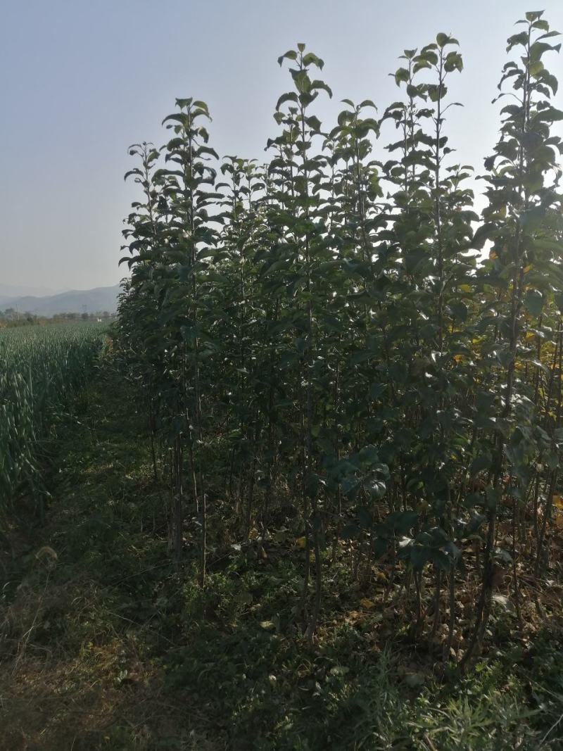 红富士苹果树苗，烟富8号，3公分苹果树。