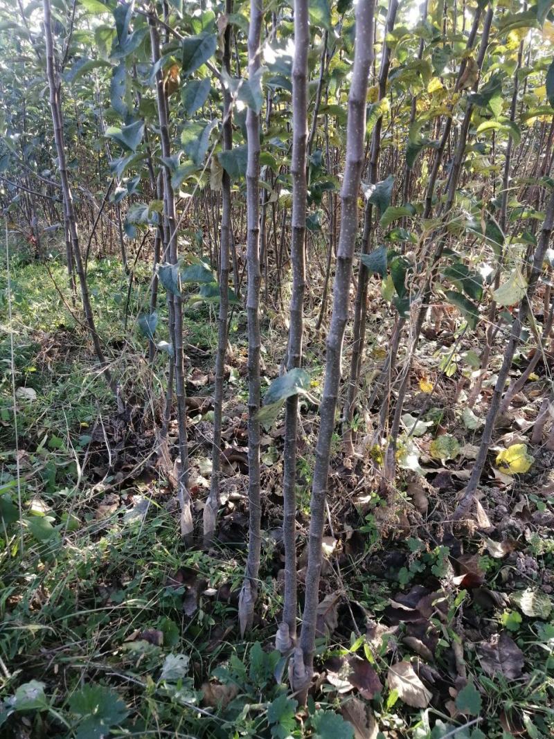 红富士苹果树苗，烟富8号，3公分苹果树。