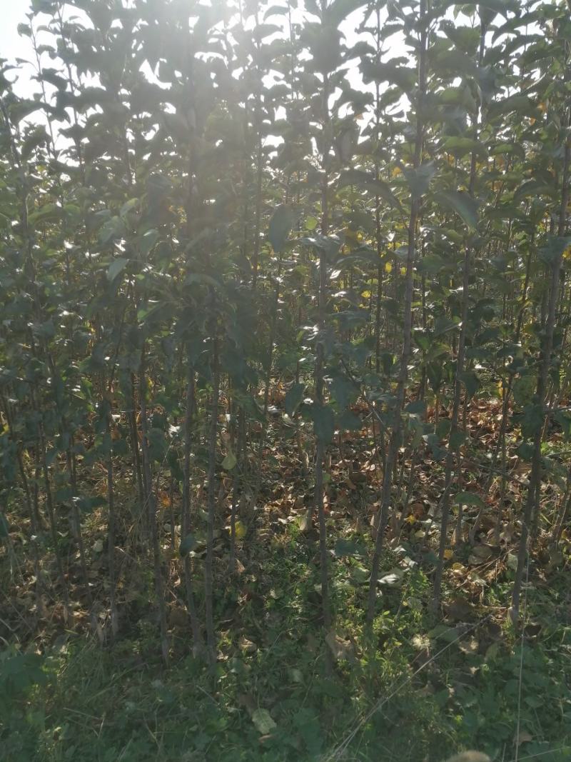 红富士苹果树苗，烟富8号，3公分苹果树。