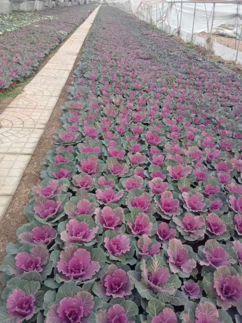 羽衣甘蓝花苗冬季租摆抗冻花卉多色彩叶植物