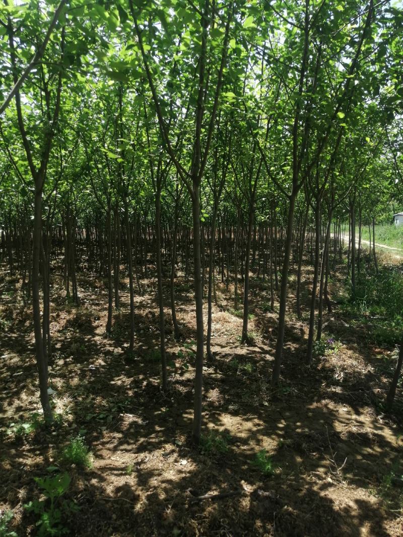 红富士苹果树苗，烟富8号，3公分苹果树。