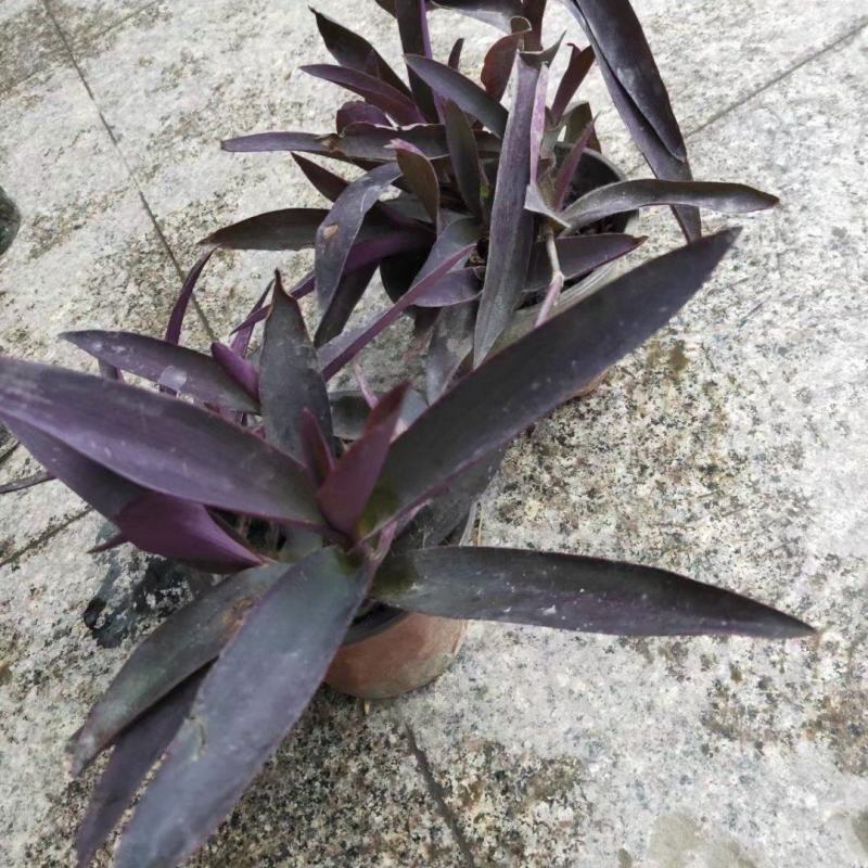 四川成都温江出售大量精品罗兰紫罗兰紫叶鸭拓草紫背鸭拓草