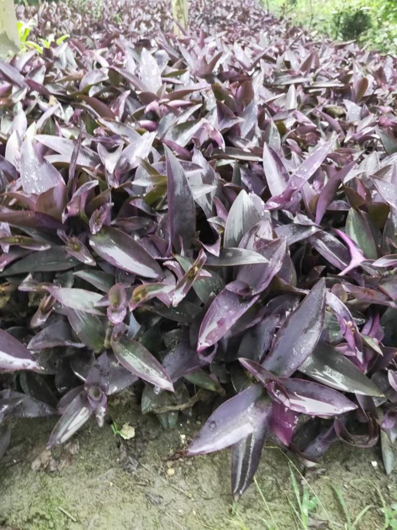 四川成都温江出售大量精品罗兰紫罗兰紫叶鸭拓草紫背鸭拓草