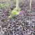 四川成都温江出售大量精品罗兰紫罗兰紫叶鸭拓草紫背鸭拓草