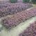 四川成都温江出售大量精品罗兰紫罗兰紫叶鸭拓草紫背鸭拓草