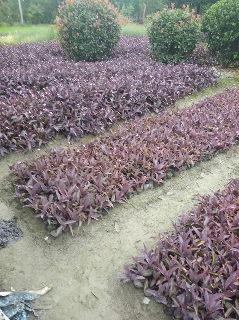 四川成都温江出售大量精品罗兰紫罗兰紫叶鸭拓草紫背鸭拓草