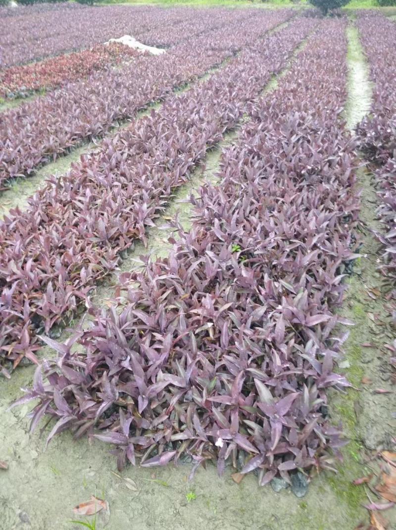 四川成都温江出售大量精品罗兰紫罗兰紫叶鸭拓草紫背鸭拓草