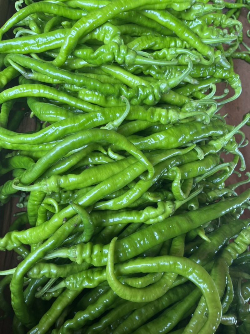 螺丝线椒