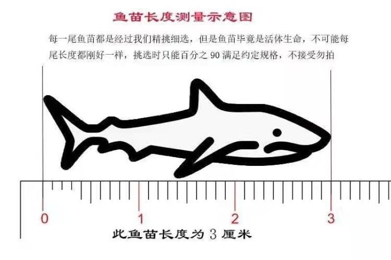 塘角鱼苗/三黄塘鲺/胡子鲶鱼/渔场直供技术指导/存活率高
