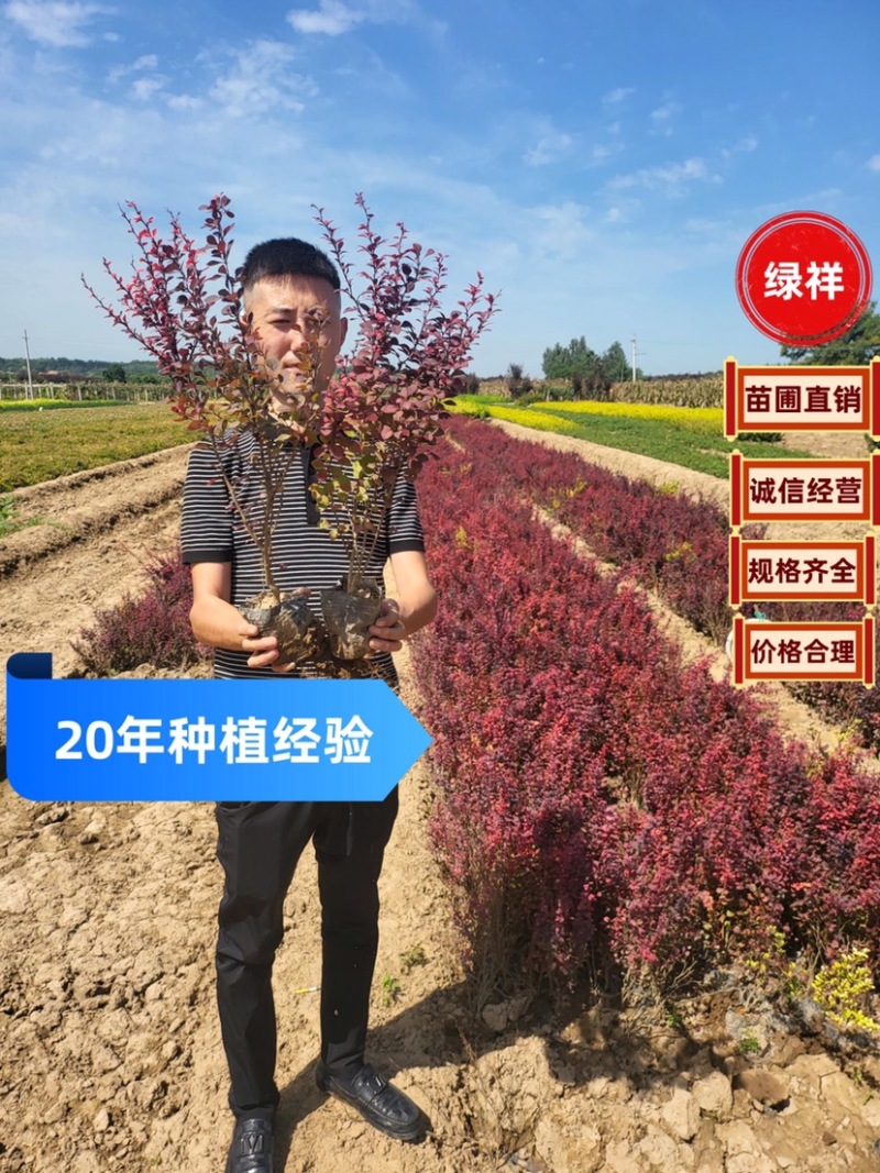 红叶小檗苗圃直供诚信经营欢迎咨询