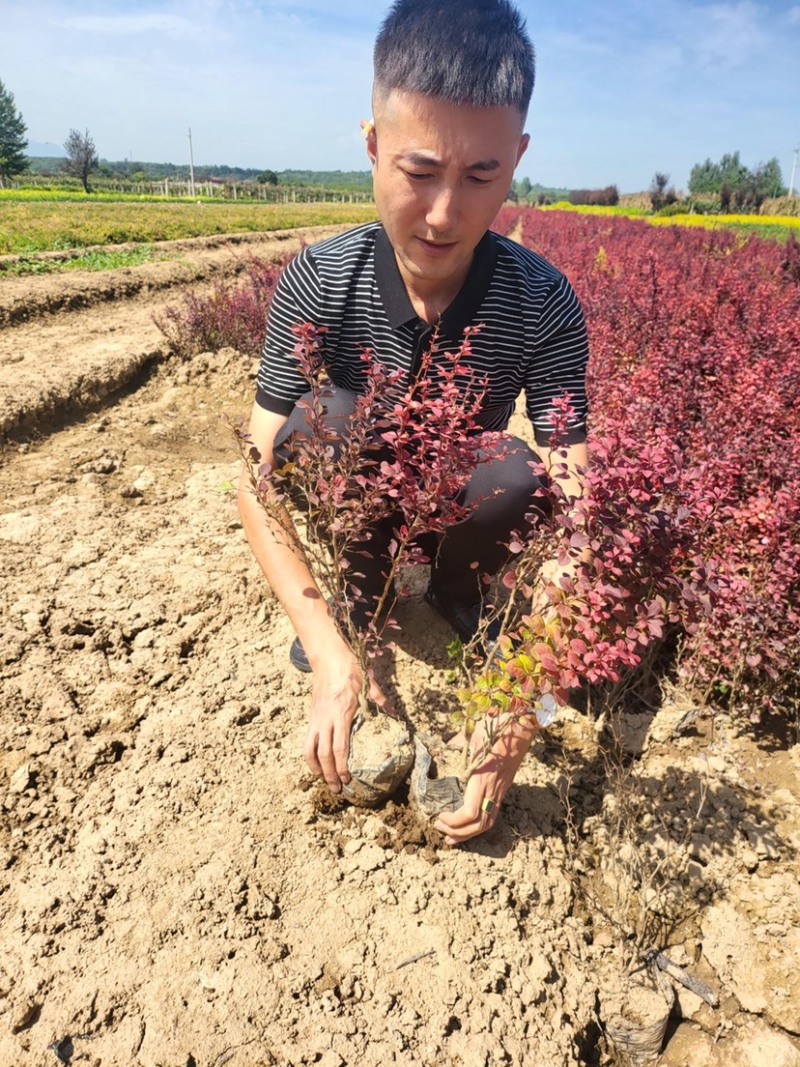 红叶小檗苗圃直供诚信经营欢迎咨询
