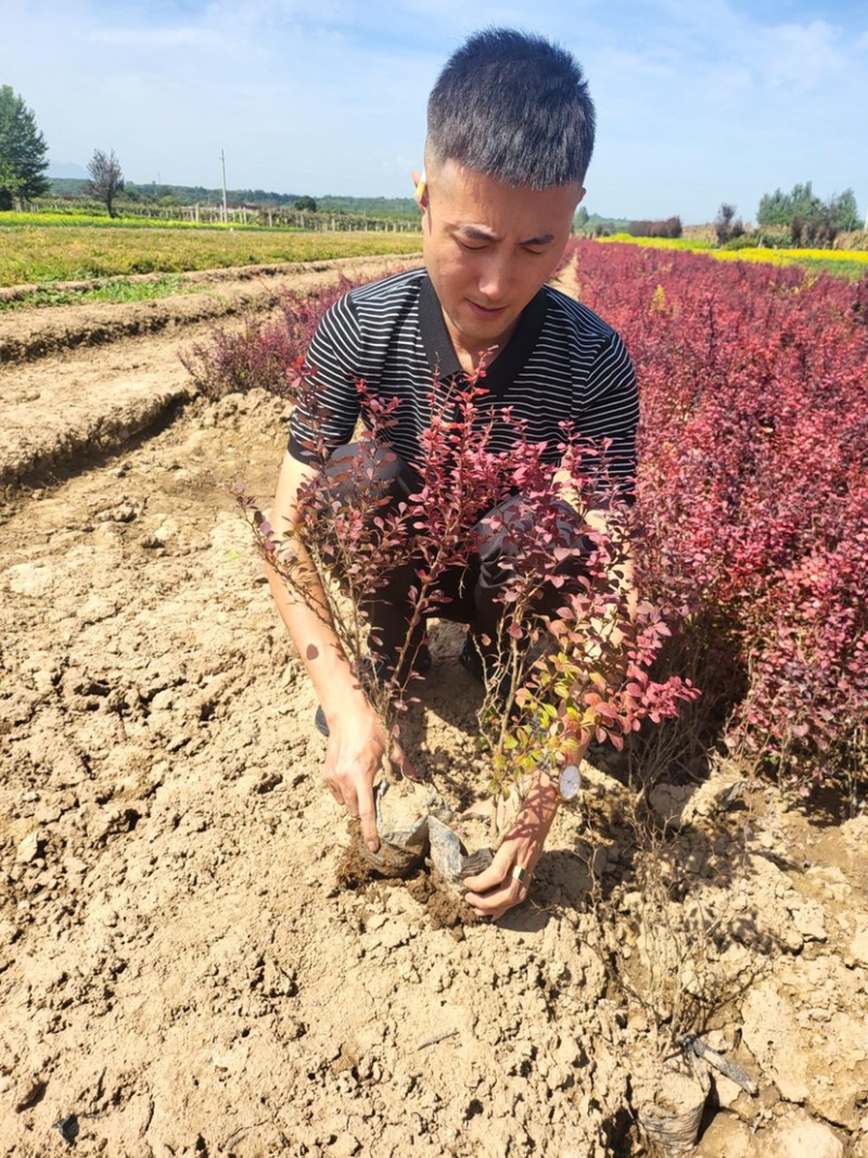 红叶小檗苗圃直供诚信经营欢迎咨询