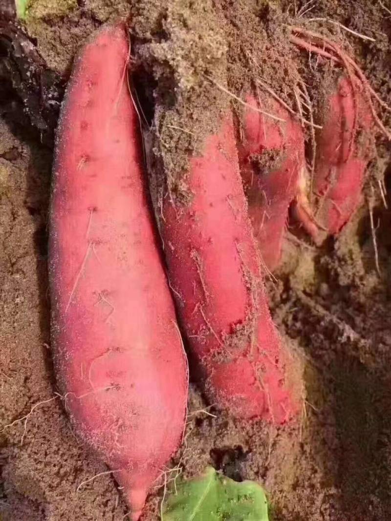 大家好，今天是12月2号，北京大兴机场红薯苗基地开始预订