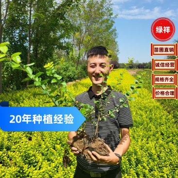 金叶女贞品质保证优质小苗成活率高规格齐全