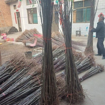 李子树苗，青脆李子树苗，恐龙蛋李子树苗，西梅李子树苗。