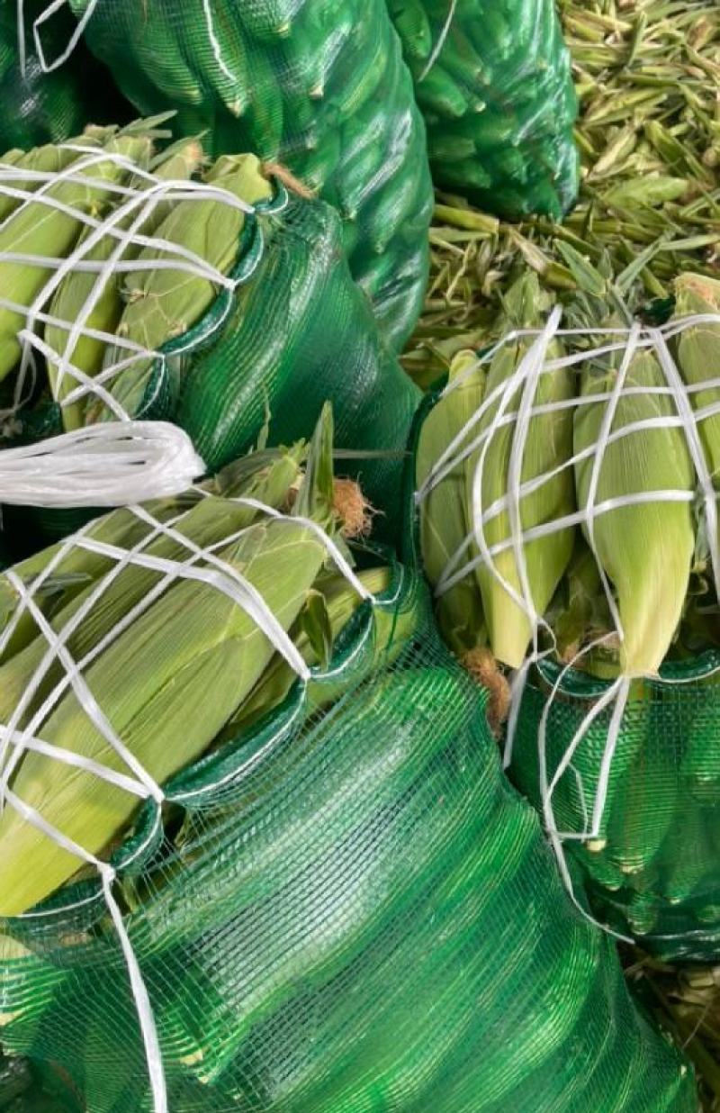 湛江徐闻水果玉米，稳定一手货源按需分拣