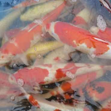 锦鲤观赏鱼精品锦鲤1.5到2斤左右塘口交货，包活不包邮