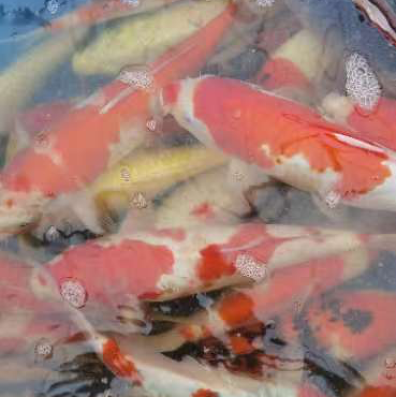 锦鲤观赏鱼精品锦鲤1.5到2斤左右塘口交货，包活不包邮