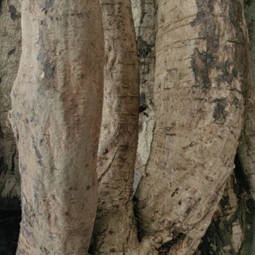 深山纯野生葛根