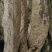 深山纯野生葛根