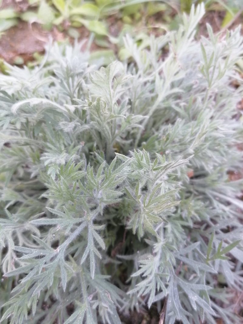 促销包邮包活野生茵陈苗，白蒿苗绵茵陈种子现采新鲜茵陈草