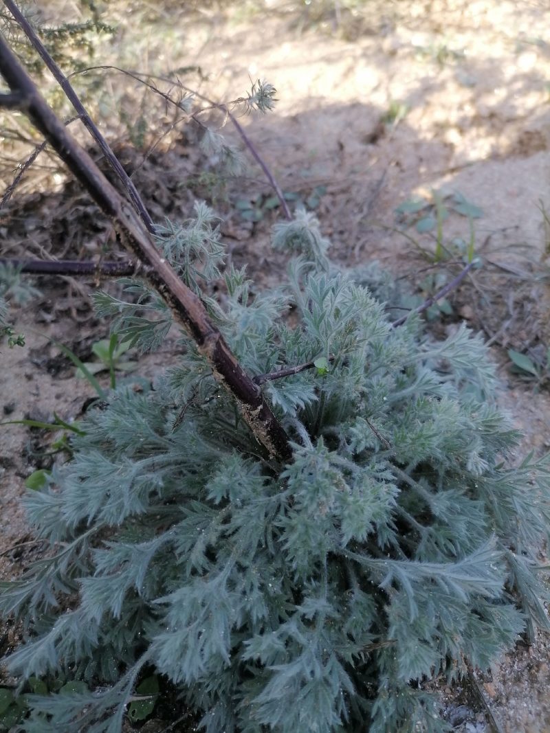 促销包邮包活野生茵陈苗，白蒿苗绵茵陈种子现采新鲜茵陈草