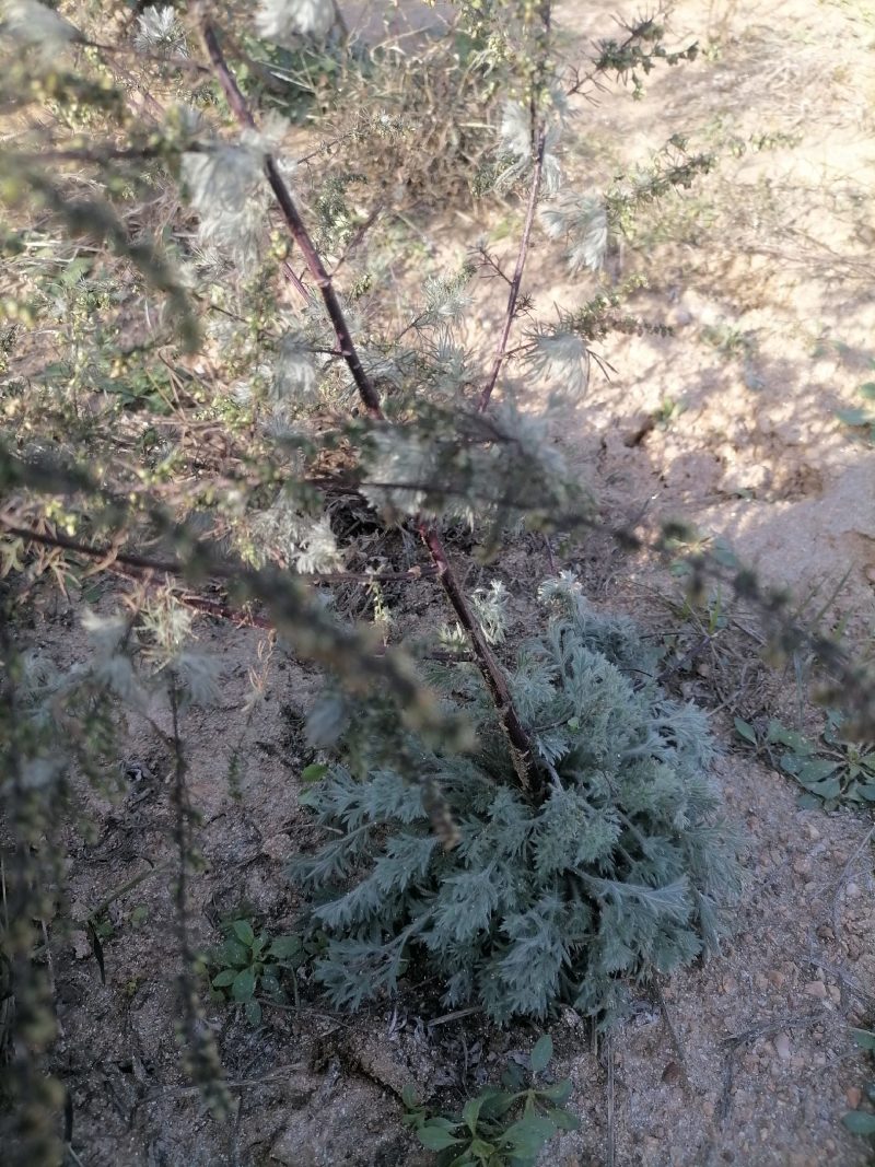 促销包邮包活野生茵陈苗，白蒿苗绵茵陈种子现采新鲜茵陈草