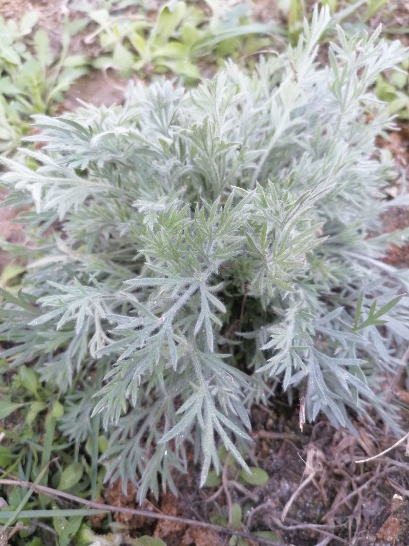 野生绵茵陈苗包活茵陈草种新鲜茵陈拍下现挖整颗白蒿中药材饽