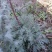 野生绵茵陈苗包活茵陈草种新鲜茵陈拍下现挖整颗白蒿中药材饽