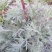 野生绵茵陈苗包活茵陈草种新鲜茵陈拍下现挖整颗白蒿中药材饽